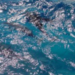 Water_Dolphins