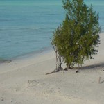 Beach_Tree