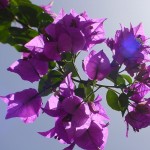 Purple_Flowers