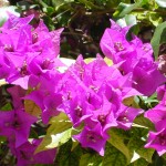 Purple_Flowers_2